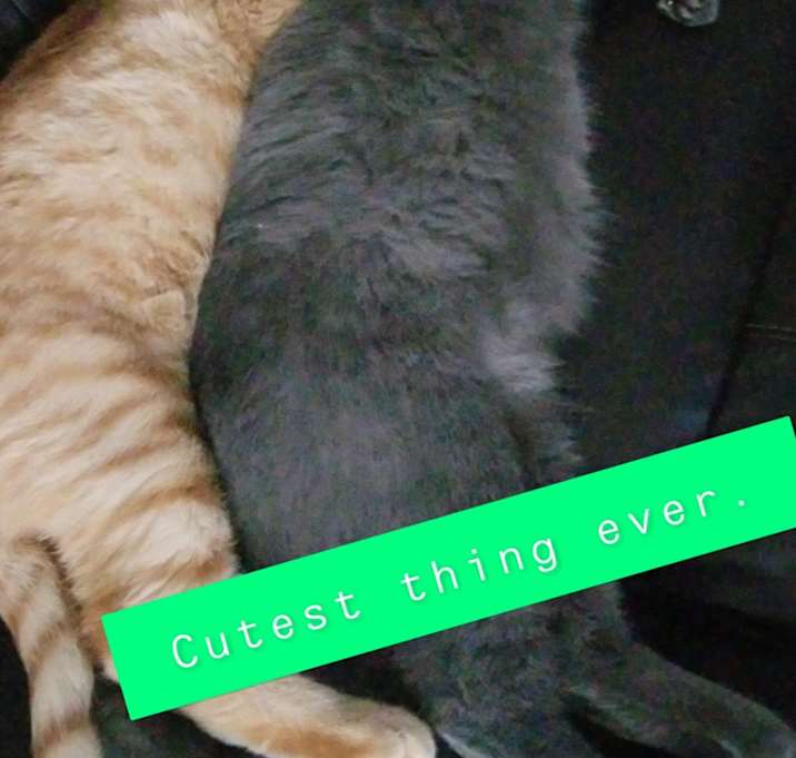 Photo of Bellamy and Asheford