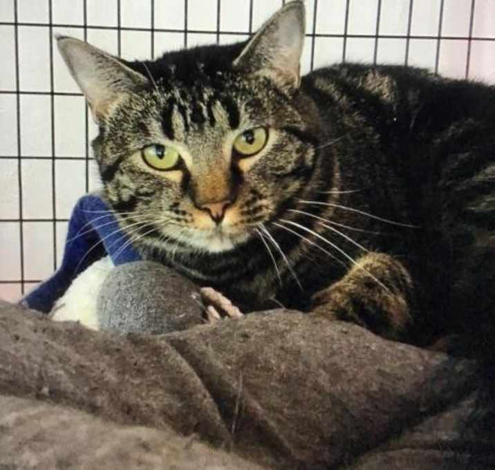 Photo of Arabelle-Barn Cat