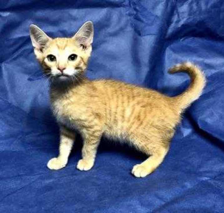 Photo of Pumpkin (and Punk'n)