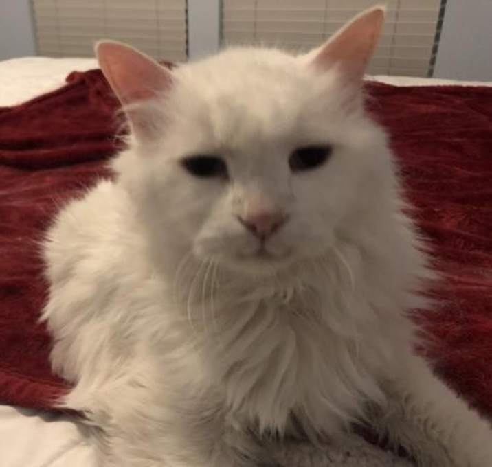 Photo of Figaro: Sponsor Me!