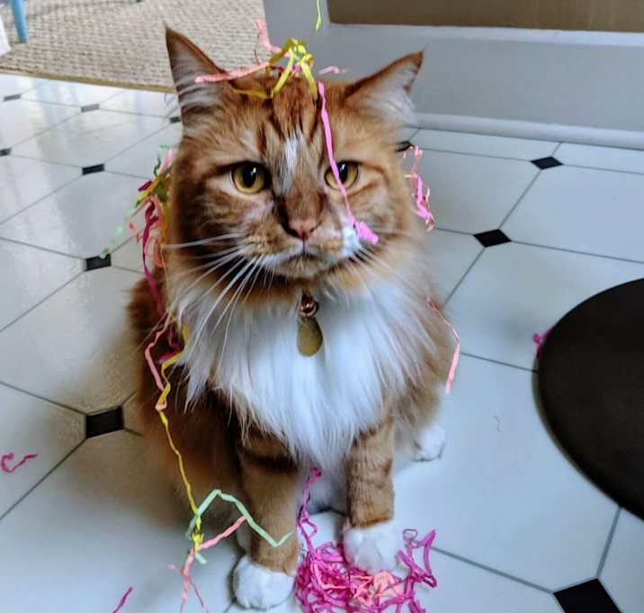 Photo of Thomas O'Malley