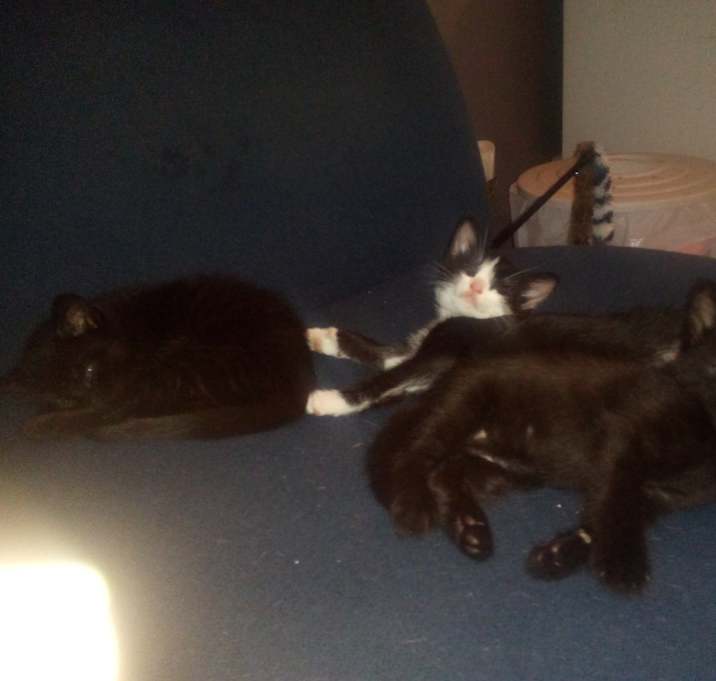 Photo of Missy and babies