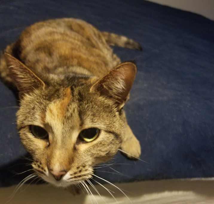 Photo of Butterscotch 