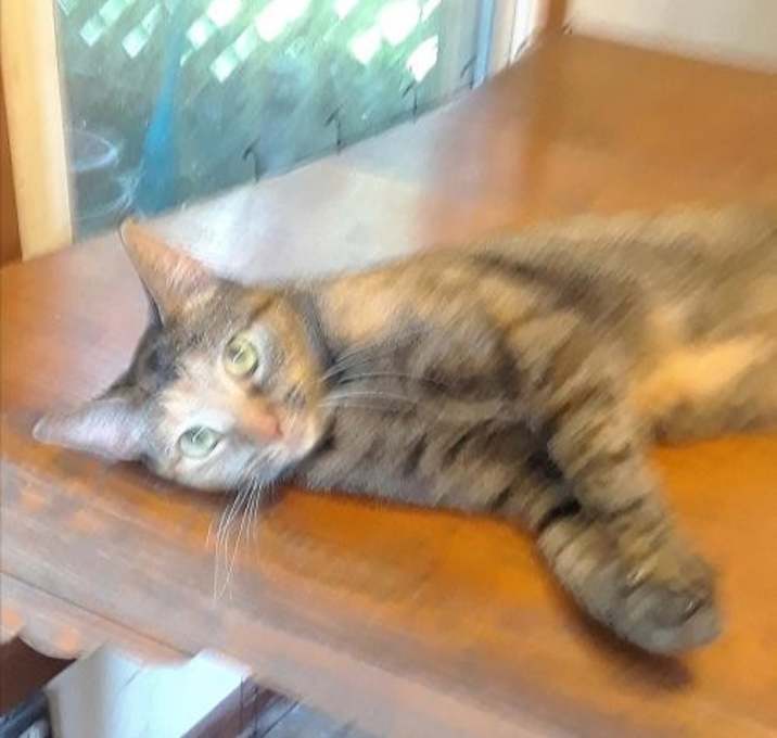 Photo of Kitty Boo Boo