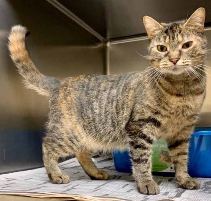 Photo of 1908-1566 Sarabi