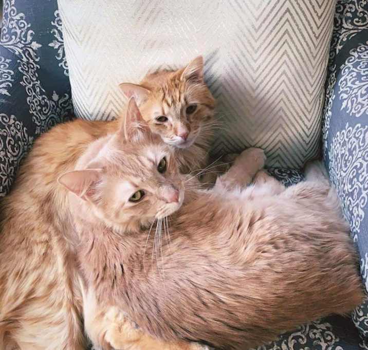 Photo of Maverick  and Goose