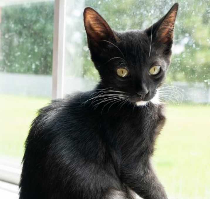 Photo of Cookie a.k.a. Magic