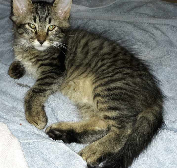 Photo of Panther,princess,leo,reasy,cream,rosey,sparks