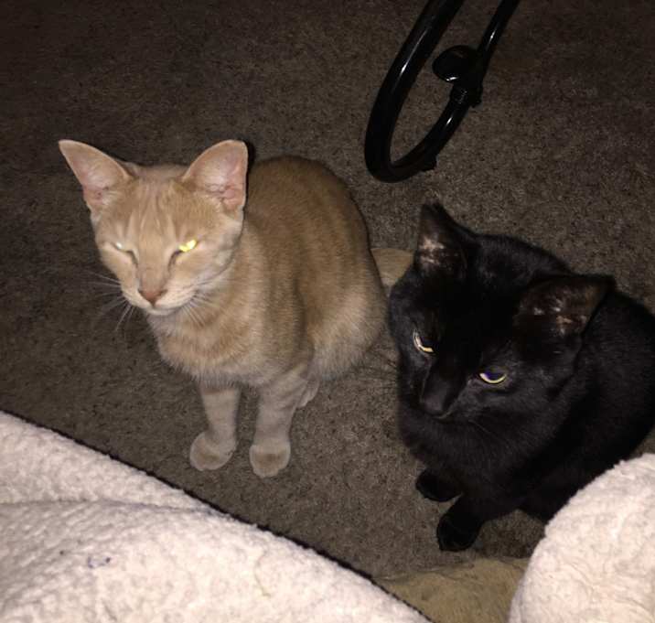 Photo of KiKi(tabby),JayJay(Black),Thor(orange)