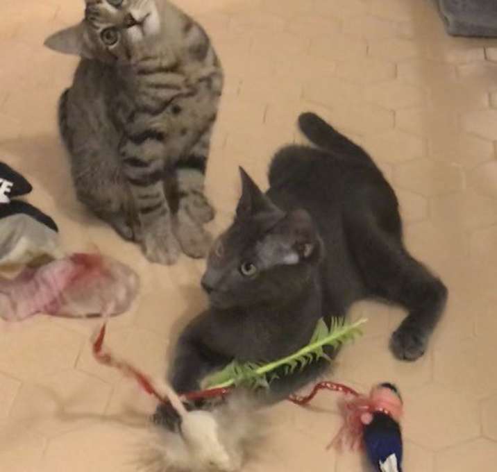 Photo of Danny Zuko & Kenickie (bonded)