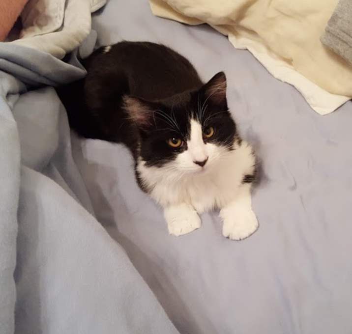 Photo of Bacall,Bogey,Spencer...2 boys one girl