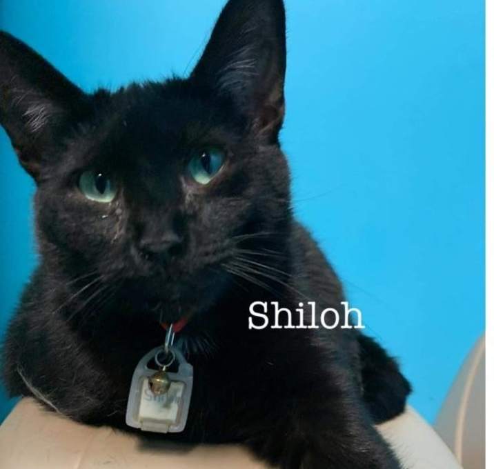Photo of Shiloh