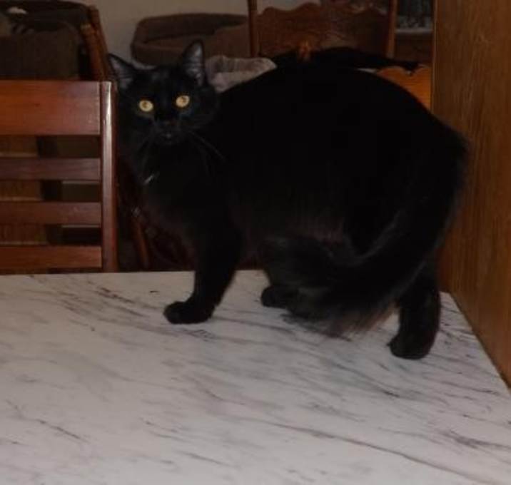 Photo of TX-Desiree(MCR)