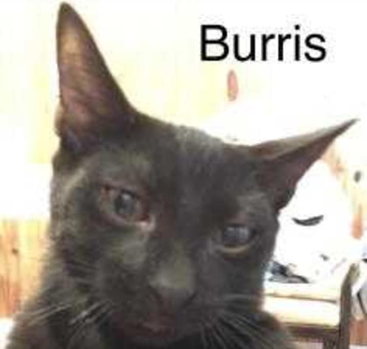 Photo of Burris