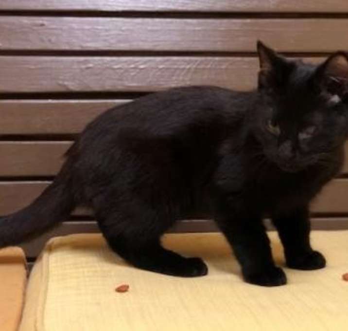 Photo of CATS & KITTENS