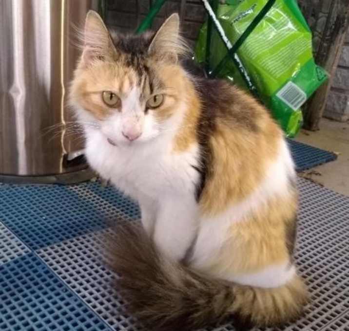 Photo of Creampuff (Adopted)