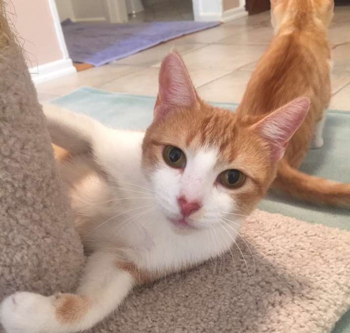 Photo of Lala (Has Application)