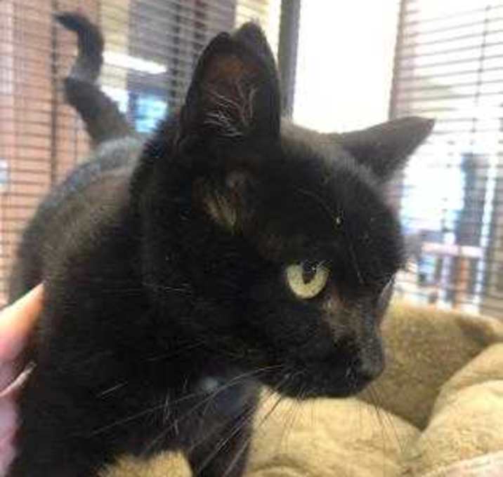 Photo of Jupiter - Special Paws