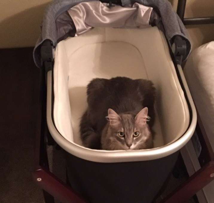 Photo of Scout and Bunga