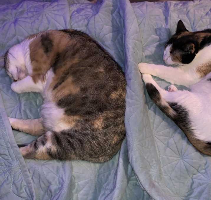 Photo of Dixie and Dusty