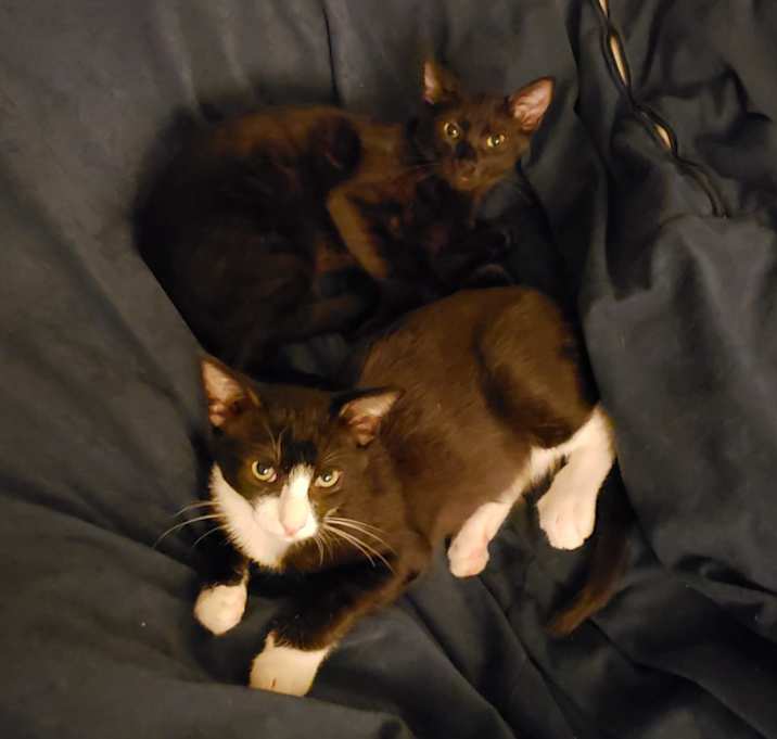 Photo of Aleister & Salem