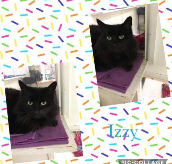 Photo of 12794(12516) Izzy