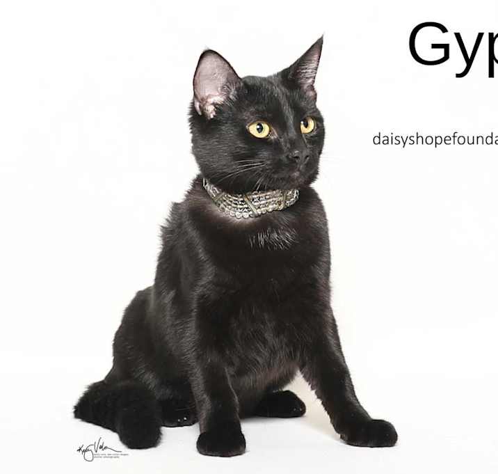 Photo of GYPSY