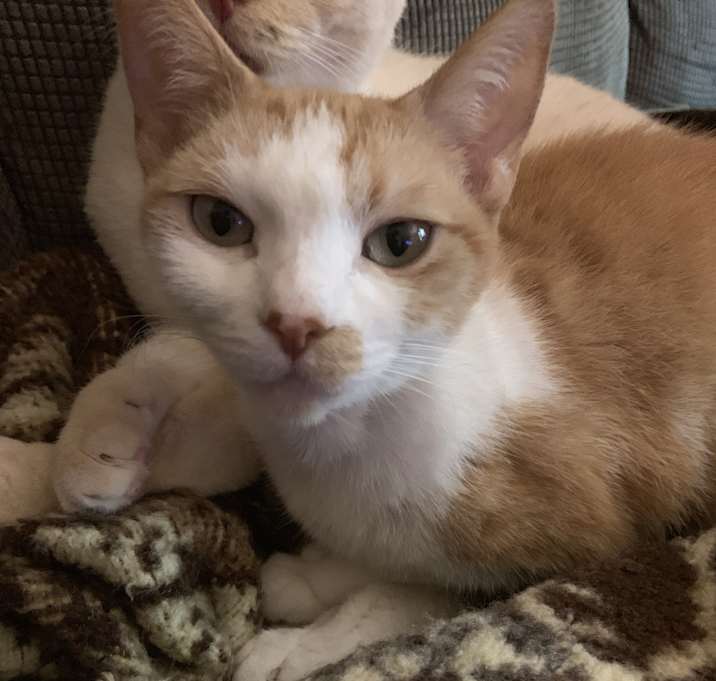 Photo of Momma Kitty 