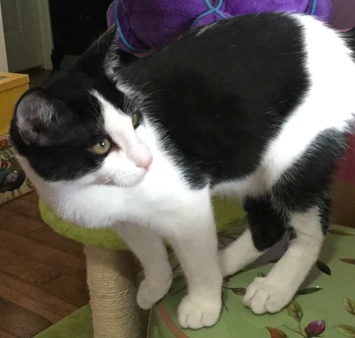 Photo of Vincent - male