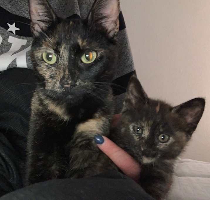 Photo of Zena & Shenzi