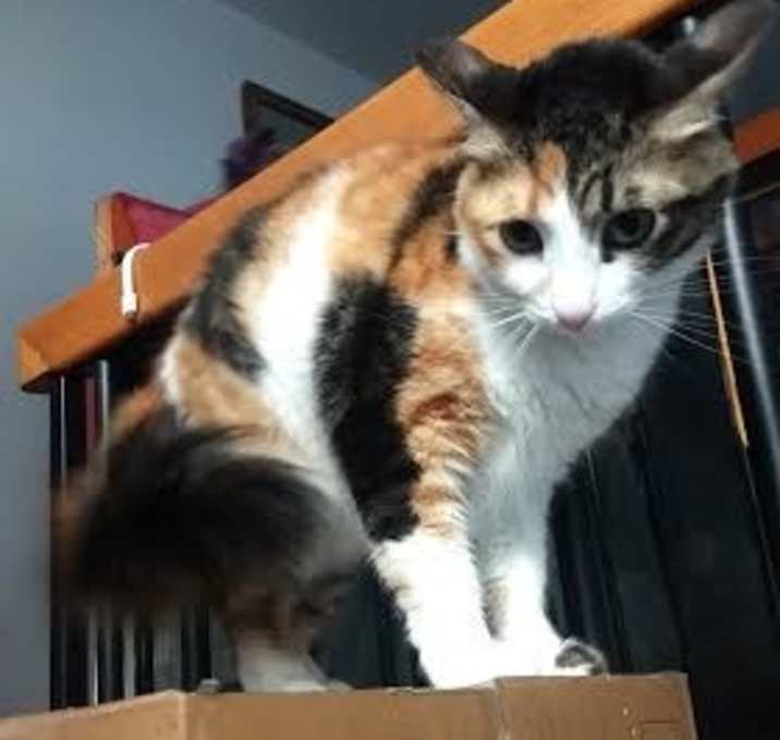 Photo of Desert Storm Bunny Kuwaiti Calico TA