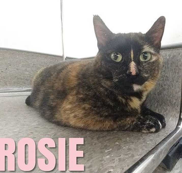 Photo of Rosie