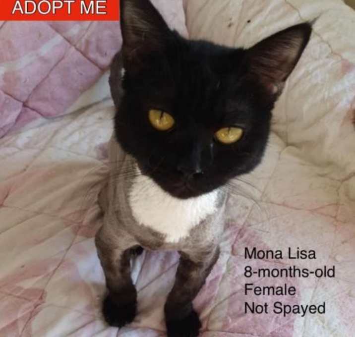 Photo of Mona Lisa Kuwaiti BSHx NYC