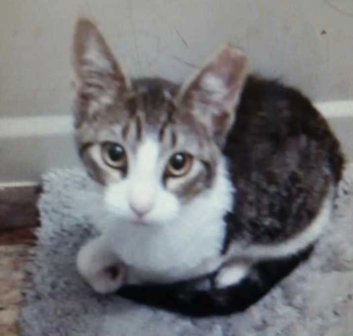 Photo of Marshmallows 