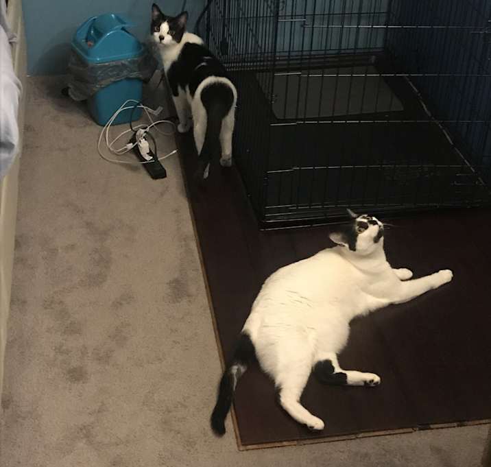 Photo of Harley & Quinn