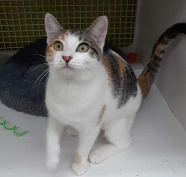 Photo of Miss Michy(CL) (Adopted)