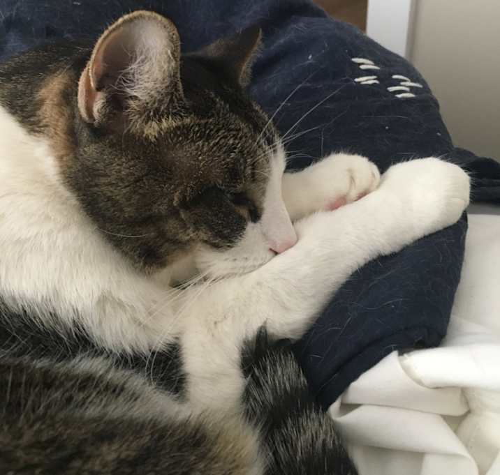 Photo of Penelope (Penny)