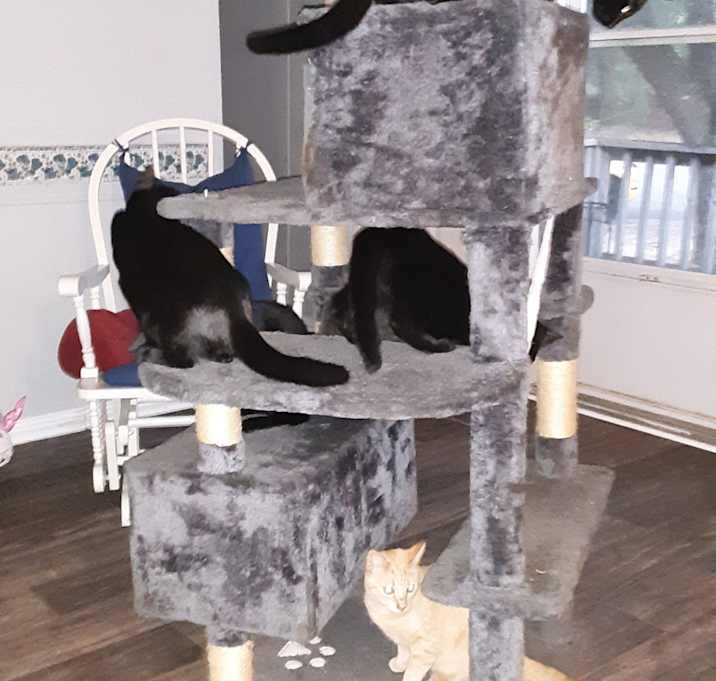 Photo of Whiskers, blackie,tippy