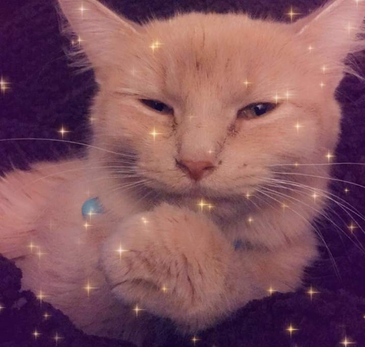 Photo of Butterscotch