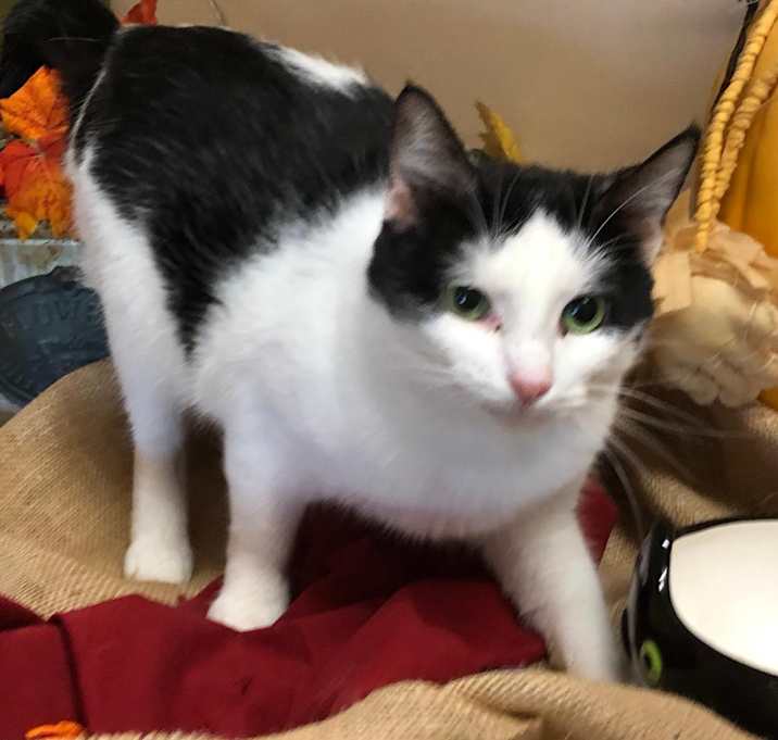 Photo of Petals fixed&fab-spayed