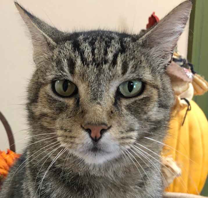 Photo of Bubba Gump Fixed&Fab Neutered