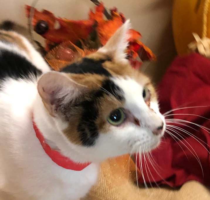 Photo of Myst Playful Fixed & Fab