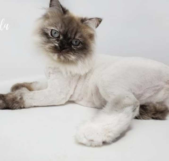 Photo of Akila - SPECIAL NEEDS!