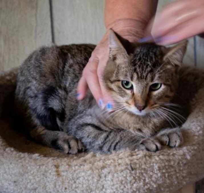 Photo of Hamilton (Spirit Cat)