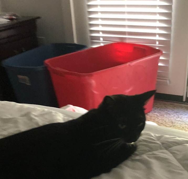 Photo of Luna and Bella