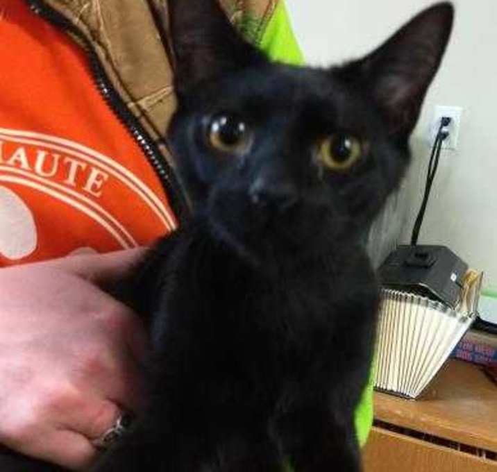 Photo of Rufus bonded w/Slater