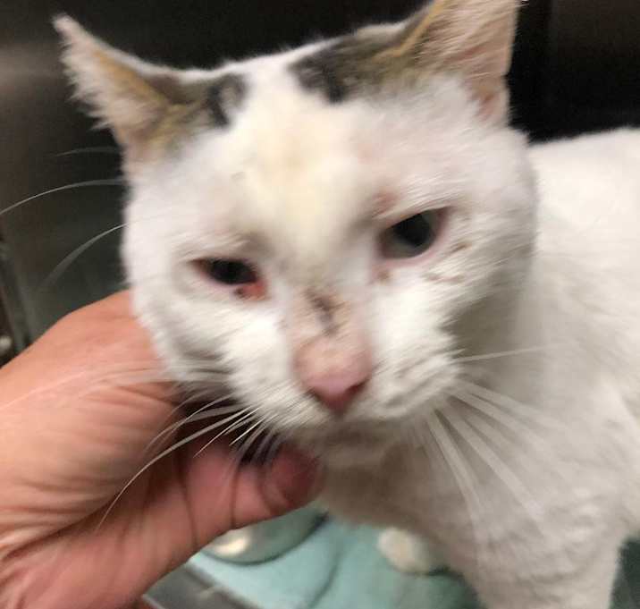 Photo of Ranger - Fixed and Fab