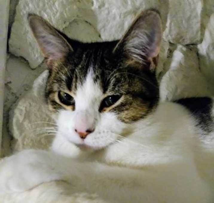 Photo of Precious C2816