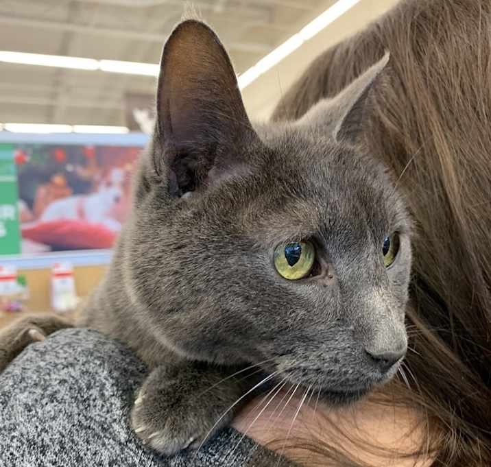 Photo of Gino - Young Senior