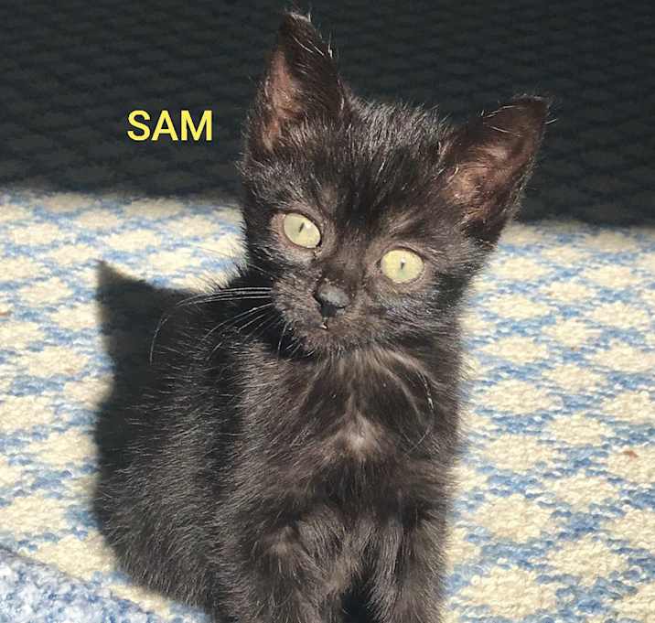 Photo of Sam